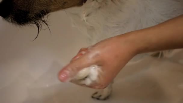 バスルームでの犬。洗濯犬 — ストック動画