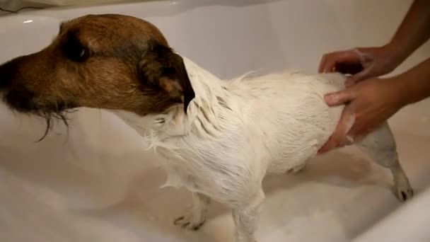 Dog in the bathroom. Washing dog — Stock Video