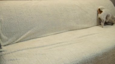 Köpek sallar. Su sallayarak köpek