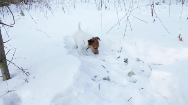 Jack Russell terrier menggali lubang — Stok Video