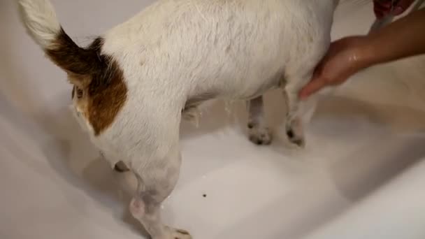 Hond in de badkamer. Wassen hond — Stockvideo