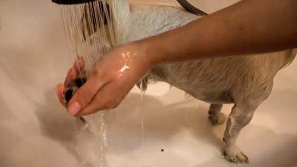 Hond in de badkamer. Wassen hond — Stockvideo
