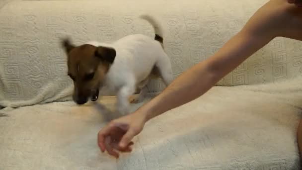 Jack Russell Terrier Playing The Dog At Home Video By C Antonkardapolcev Yandex Ru Stock Footage 185622942