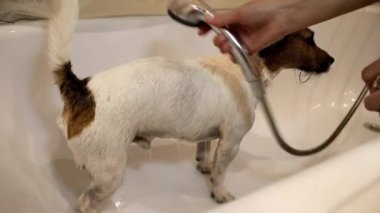 Köpek banyoda. Çamaşır köpek