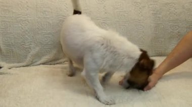 Kriko Rusya korkunç oynuyor. Köpek vasıl ev