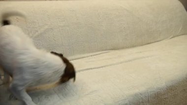 Köpek sallar. Su sallayarak köpek