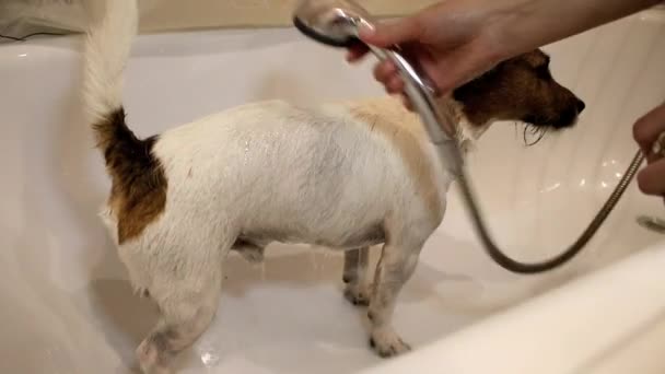 Hund im Badezimmer. Waschhund — Stockvideo