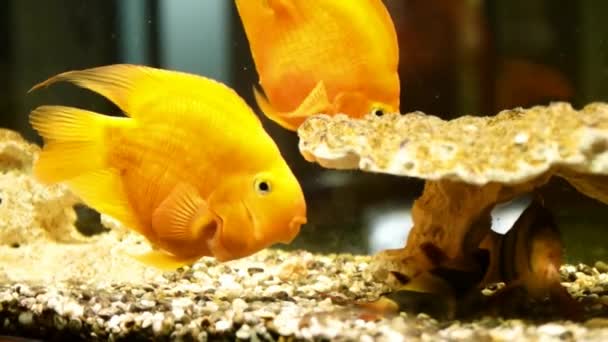 Des poissons dorés dans l'aquarium. Poissons nageant dans l'aquarium — Video