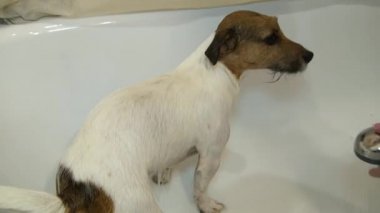 Köpek banyoda. Çamaşır köpek. Kriko Rusya korkunç