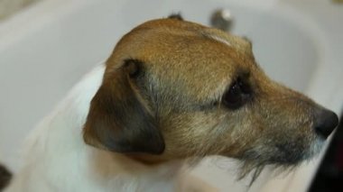 Köpek banyoda. Çamaşır köpek. Kriko Rusya korkunç