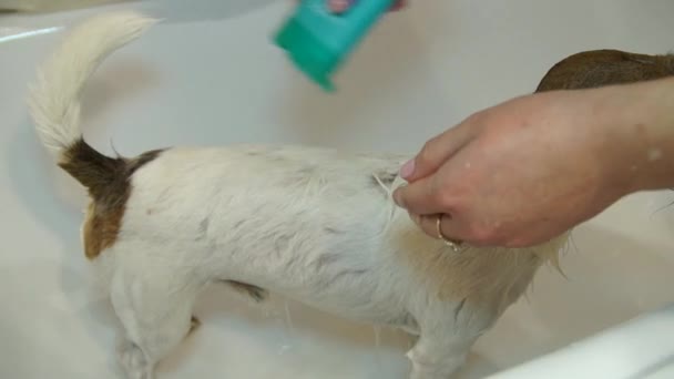 Hund im Badezimmer. Waschhund. Jack Russell Terrier — Stockvideo