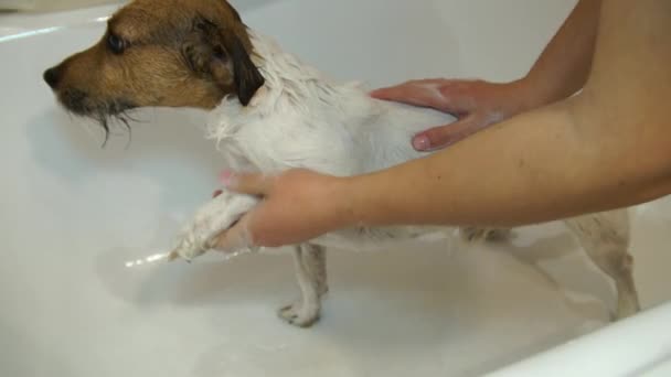 Hund im Badezimmer. Waschhund. Jack Russell Terrier — Stockvideo