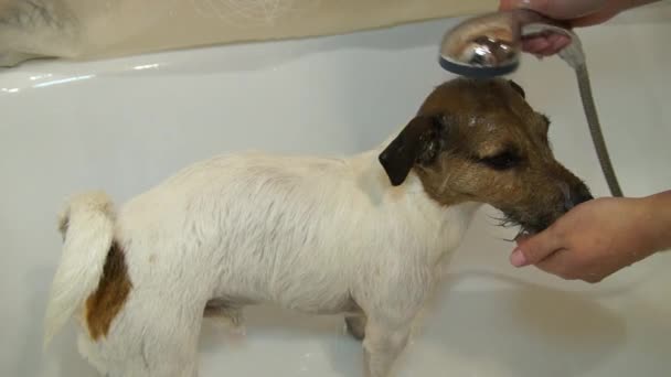 Perro en el baño. Lavando perro. Jack Russell terrier — Vídeo de stock