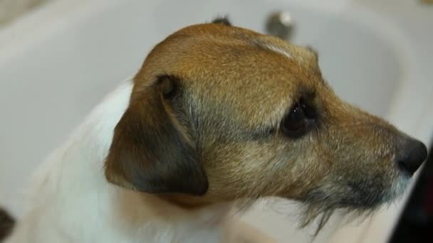 Pies w łazience. Mycia psa. Jack Russell terrier — Wideo stockowe