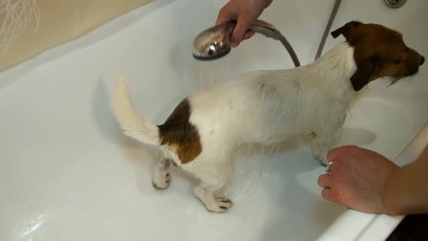 Perro en el baño. Lavando perro. Jack Russell terrier — Vídeos de Stock