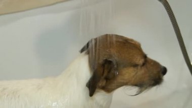 Köpek banyoda. Çamaşır köpek. Kriko Rusya korkunç