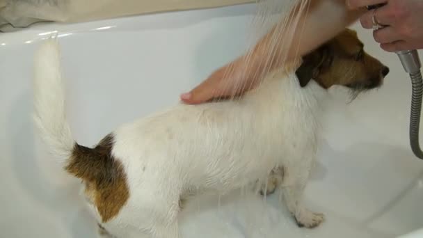 Cão na casa de banho. Cão lavador. Jack Russell terrier — Vídeo de Stock