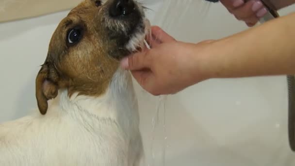 Собака в ванной. Моющая собака. Джек Рассел-терьер — стоковое видео
