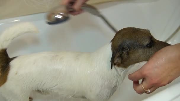 Perro en el baño. Lavando perro. Jack Russell terrier — Vídeos de Stock