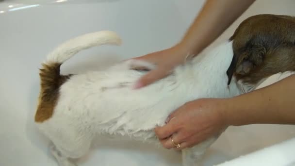 バスルームでの犬。洗濯犬。ジャック ・ ラッセル ・ テリア — ストック動画