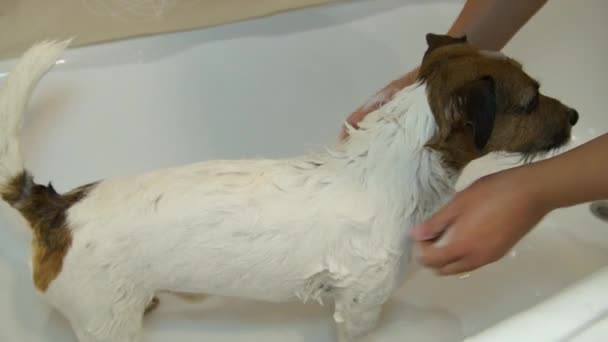 Dog in the bathroom. Washing dog. Jack Russell terrier — Stock Video