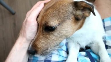 Adam bir köpek okşayarak. Kriko Rusya korkunç
