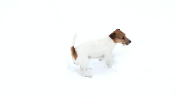 Recherche de chiens. Jack Russell chasse au terrier — Video