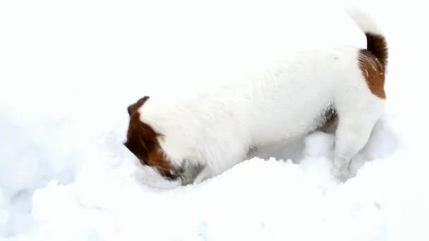 Jack Russell Terrier está cavando um buraco. Caveiras — Vídeo de Stock