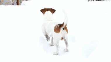 Arama köpeği. Kriko Rusya korkunç AVI