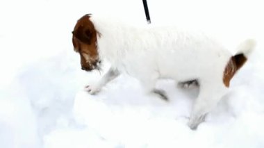 Kriko Rusya korkunç bir çukur kazıyor. Köpek pansiyon