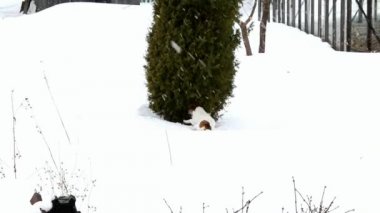 Arama köpeği. Kriko Rusya korkunç AVI