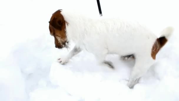 Jack Russell Terrier sta scavando una buca. Cane scava — Video Stock