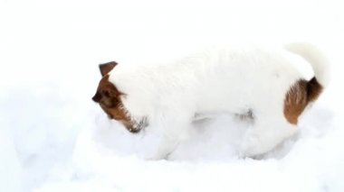 Kriko Rusya korkunç bir çukur kazıyor. Köpek pansiyon