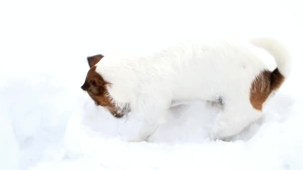 Jack Russell Terriër is het graven van een gat. Hond graaft — Stockvideo