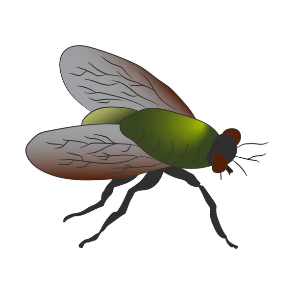 Красочная домашняя муха Musca Domestica. Векторная иллюстрация. Рисунок вручную — стоковый вектор