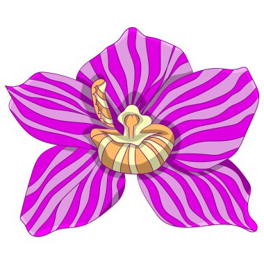 Pembe çizgili phalaenopsis. vektör çizim. El ile çizim.