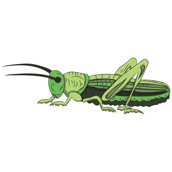 Saltamontes verdes sobre fondo blanco. ilustración vectorial. Dibujo manual . — Archivo Imágenes Vectoriales