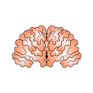 Resmi el ile çizilmiş beyin. Vektör çizim