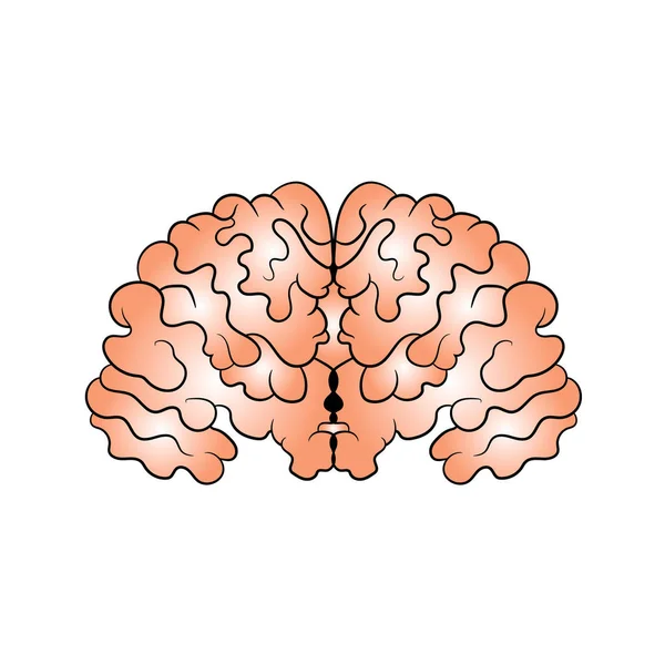 Picture of the brain drawn by hand. Vector illustration — Stock Vector