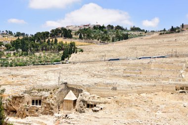 Kudüs'te zeytin bağlar.