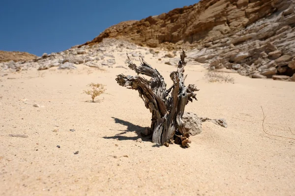 Negev pustynia suchych krajobraz. — Zdjęcie stockowe