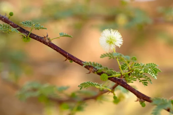 Acacia vita blommande. — Stockfoto