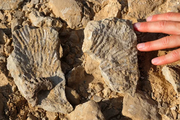 Twee fossiele stenen op de rots. — Stockfoto
