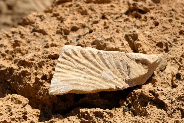 Fossil sten på klippan. — Stockfoto