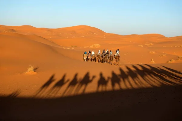 Sahara Çölü'nde deve karavan. — Stok fotoğraf