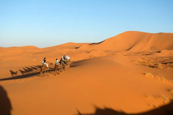 Kameel caravan in Saharawoestijn. — Stockfoto