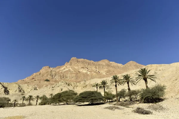 Parco nazionale di Ein Gedi — Foto Stock