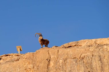 Wild ibex on rock cliff. clipart