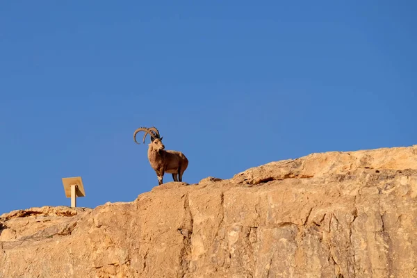 Wild ibex on rock cliff. — Stock Photo, Image