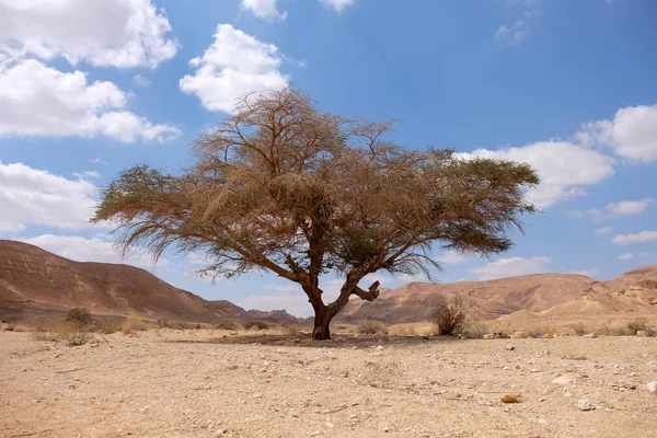 Krajobraz pustyni Negew. — Zdjęcie stockowe
